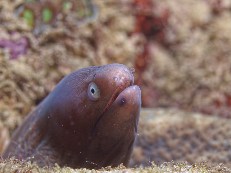 White Eyed Moray Eel, Sabang Wreck